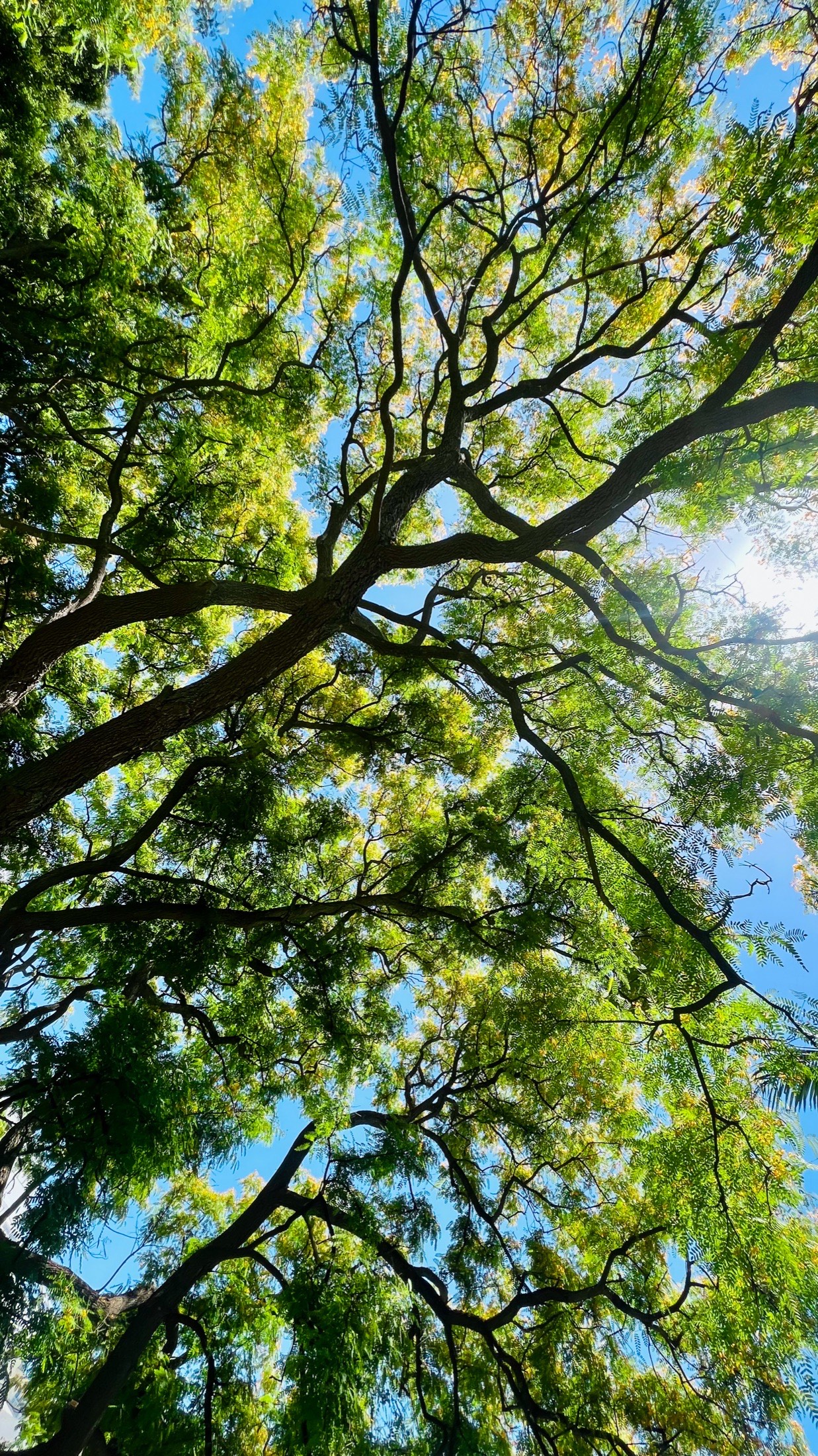 Looking up through a green tree canopy